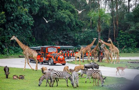 廣州動物園哪些動物是世界保護紅名單上的珍稀物種?